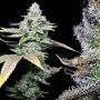 Cookies Seeds White Sherb Smoke Buds Weed Ganja Skunk Dope Pot Images Pics Nuggets