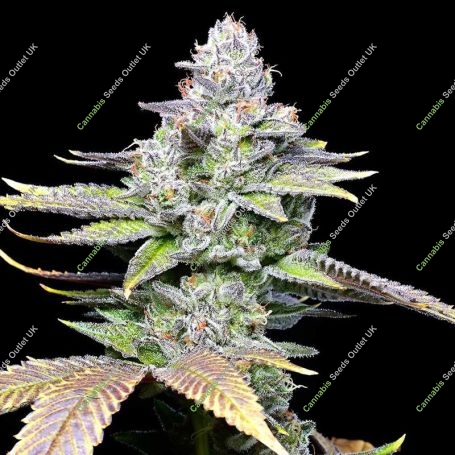White Sherb Feminized Marijuana Strain by Cookies Seeds For Sale Online at Cannabis Seeds Outlet