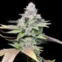 White Sherb Feminized Marijuana Strain by Cookies Seeds For Sale Online at Cannabis Seeds Outlet