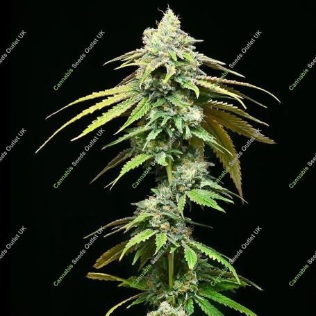 Motor City Feminized Marijuana Strain by Cookies Seeds For Sale Online at Cannabis Seeds Outlet