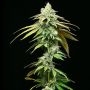 Motor City Feminized Marijuana Strain by Cookies Seeds For Sale Online at Cannabis Seeds Outlet