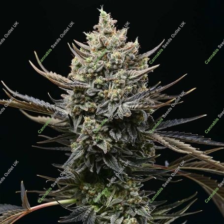 Corn Syrup Feminized Marijuana Strain by Cookies Seeds For Sale Online at Cannabis Seeds Outlet