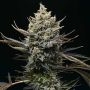 Corn Syrup Feminized Marijuana Strain by Cookies Seeds For Sale Online at Cannabis Seeds Outlet