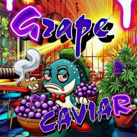 Grape Caviar Feminized Marijuana Strain by Holy Smoke Seeds For Sale Online at Cannabis Seeds Outlet