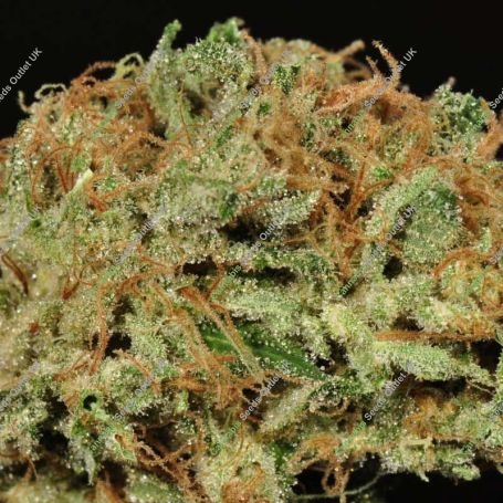 Ghost Train Haze No9 Regular Marijuana Strain by Rare Dankness For Sale Online at Cannabis Seeds Outlet