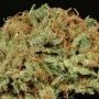 Ghost Train Haze No9 Regular Marijuana Strain by Rare Dankness For Sale Online at Cannabis Seeds Outlet
