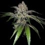 TH Seeds Mon Cherry Smoke Buds Weed Ganja Skunk Dope Pot Images Pics Nuggets