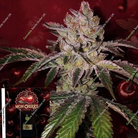 Mon Cherry Feminized Marijuana Strain by TH Seeds For Sale Online at Cannabis Seeds Outlet