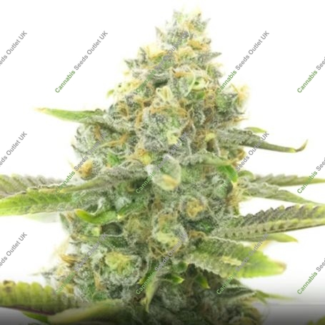 Crystal Meth Widow Auto Marijuana Strain by Our Own Weed Breeders For Sale Online at Cannabis Seeds Outlet