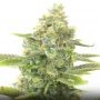 Crystal Meth Widow Auto Marijuana Strain by Our Own Weed Breeders For Sale Online at Cannabis Seeds Outlet