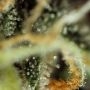 Cannabis Seeds Outlet Critical Chronic Auto Smoke Buds Weed Ganja Skunk Dope Pot Images Pics Nuggets