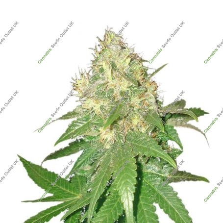 Mazar Blueberry Auto Marijuana Strain by Our Own Weed Breeders For Sale Online at Cannabis Seeds Outlet