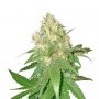 Mazar Blueberry Auto Marijuana Strain by Our Own Weed Breeders For Sale Online at Cannabis Seeds Outlet
