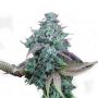 Strawberry Cheese Outlet Auto Feminised Seeds