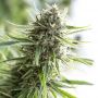 Critical Mass Outlet CBD Feminized Cannabis Seeds