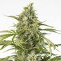 Cheese Outlet CBD Auto Female Cannabis Seeds