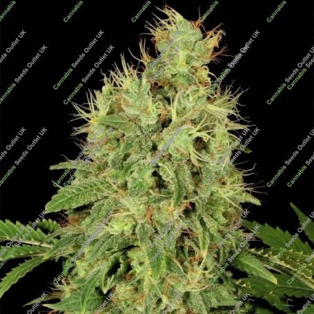 Chronic CBD Feminized Marijuana Strain by Serious Seeds For Sale Online at Cannabis Seeds Outlet