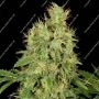 Chronic CBD Feminized Marijuana Strain by Serious Seeds For Sale Online at Cannabis Seeds Outlet