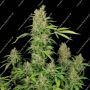 Serious Seeds Chronic CBD Smoke Buds Weed Ganja Skunk Dope Pot Images Pics Nuggets