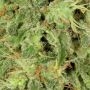 Chronic CBD Feminized by Serious Seeds THC Content Potency Strength CBD Height Yield Flowering Time Indica Sativa Genetics