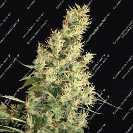 Kali Mist Feminized Marijuana Strain by Serious Seeds For Sale Online at Cannabis Seeds Outlet