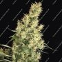 Kali Mist Feminized Marijuana Strain by Serious Seeds For Sale Online at Cannabis Seeds Outlet
