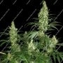 Kali Mist Feminized by Serious Seeds THC Content Potency Strength CBD Height Yield Flowering Time Indica Sativa Genetics