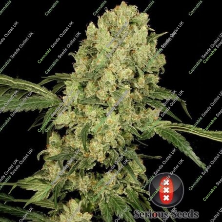 AK47 Original Feminized Marijuana Strain by Serious Seeds For Sale Online at Cannabis Seeds Outlet