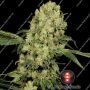 AK47 Original Feminized Marijuana Strain by Serious Seeds For Sale Online at Cannabis Seeds Outlet