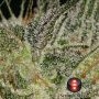 Serious Seeds AK47 Original Smoke Buds Weed Ganja Skunk Dope Pot Images Pics Nuggets