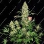 AK47 Original Feminized by Serious Seeds THC Content Potency Strength CBD Height Yield Flowering Time Indica Sativa Genetics