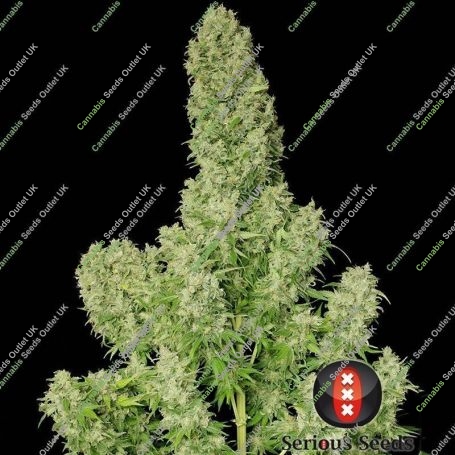 White Russian Feminized Marijuana Strain by Serious Seeds For Sale Online at Cannabis Seeds Outlet