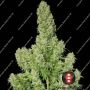 White Russian Feminized Marijuana Strain by Serious Seeds For Sale Online at Cannabis Seeds Outlet
