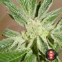 Serious Seeds White Russian Smoke Buds Weed Ganja Skunk Dope Pot Images Pics Nuggets