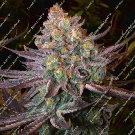 Seriotica Feminized Marijuana Strain by Serious Seeds For Sale Online at Cannabis Seeds Outlet