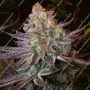 Seriotica Feminized Marijuana Strain by Serious Seeds For Sale Online at Cannabis Seeds Outlet