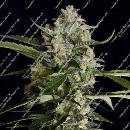 Seriosa Feminized Marijuana Strain by Serious Seeds For Sale Online at Cannabis Seeds Outlet
