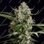 Seriosa Feminized Marijuana Strain by Serious Seeds For Sale Online at Cannabis Seeds Outlet