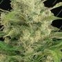 Serious Seeds Seriosa Smoke Buds Weed Ganja Skunk Dope Pot Images Pics Nuggets