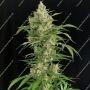 Seriosa Feminized by Serious Seeds THC Content Potency Strength CBD Height Yield Flowering Time Indica Sativa Genetics