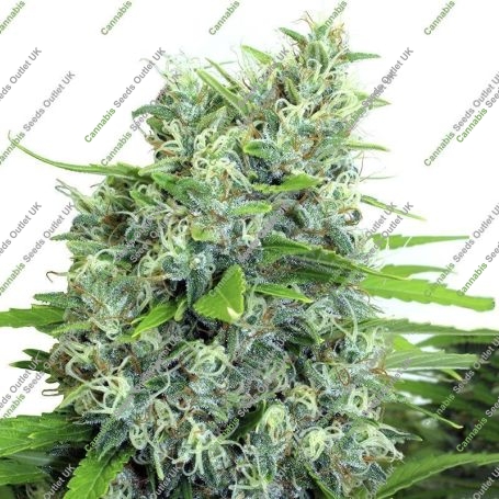 Kalibabba Regular Marijuana Strain by Serious Seeds For Sale Online at Cannabis Seeds Outlet