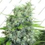 Kalibabba Regular Marijuana Strain by Serious Seeds For Sale Online at Cannabis Seeds Outlet
