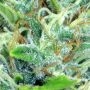 Kalibabba Regular by Serious Seeds THC Content Potency Strength CBD Height Yield Flowering Time Indica Sativa Genetics