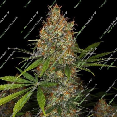 Strawberry AKeil Feminized Marijuana Strain by Serious Seeds For Sale Online at Cannabis Seeds Outlet