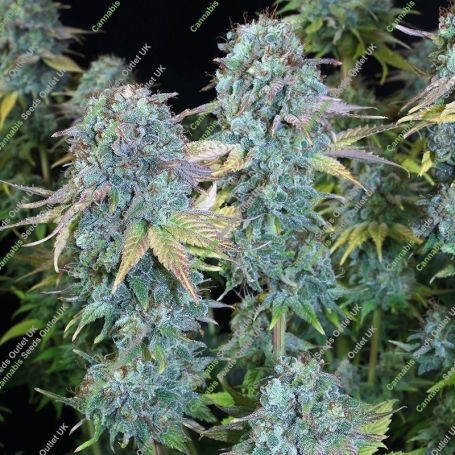 Happiness Feminized Marijuana Strain by Serious Seeds For Sale Online at Cannabis Seeds Outlet