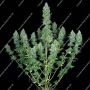 Serious Seeds Happiness Smoke Buds Weed Ganja Skunk Dope Pot Images Pics Nuggets