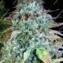 Happiness Feminized by Serious Seeds THC Content Potency Strength CBD Height Yield Flowering Time Indica Sativa Genetics