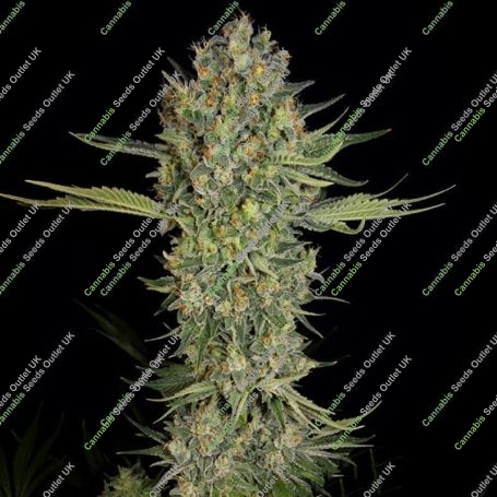 Serious Kush Feminized Marijuana Strain by Serious Seeds For Sale Online at Cannabis Seeds Outlet