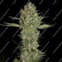 Serious Kush Feminized Marijuana Strain by Serious Seeds For Sale Online at Cannabis Seeds Outlet