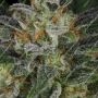 Serious Seeds Serious Kush Smoke Buds Weed Ganja Skunk Dope Pot Images Pics Nuggets